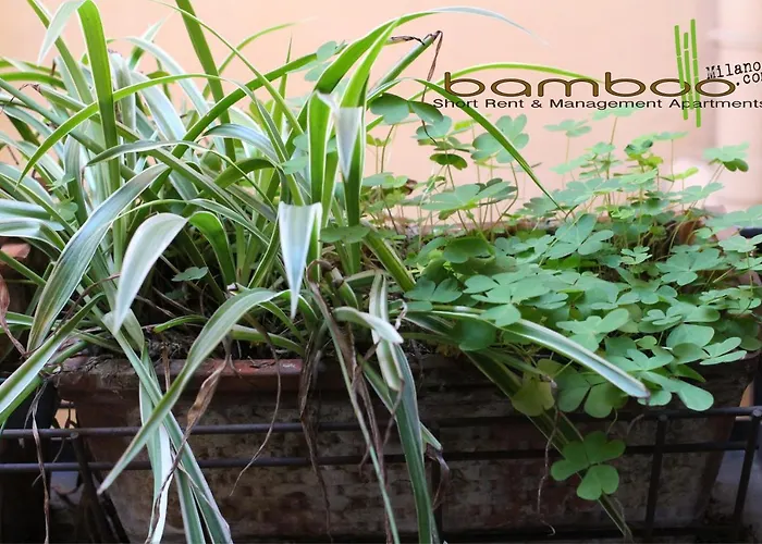 Apartament Bamboo Brera Mediolan